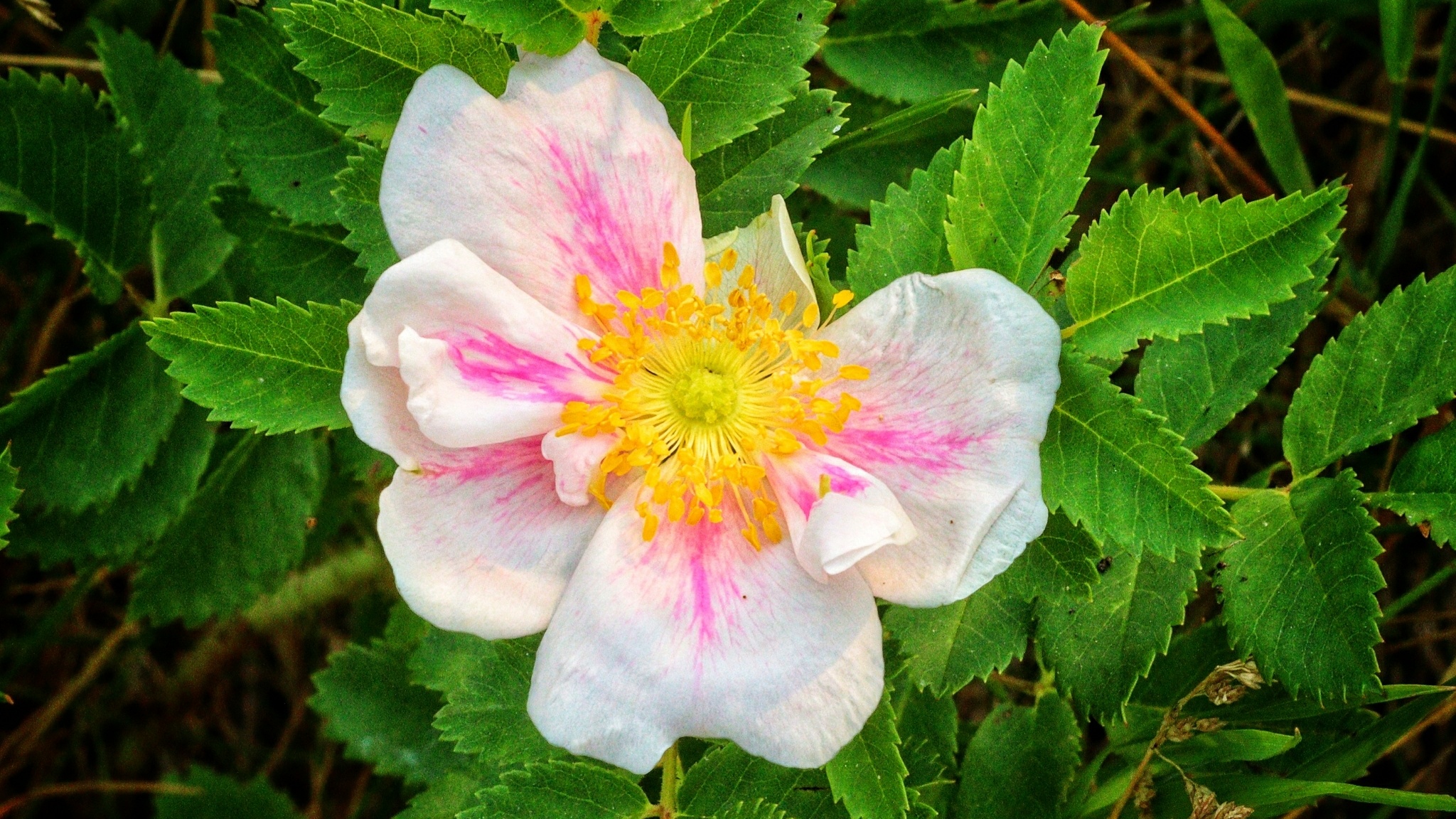 Wild prairie rose