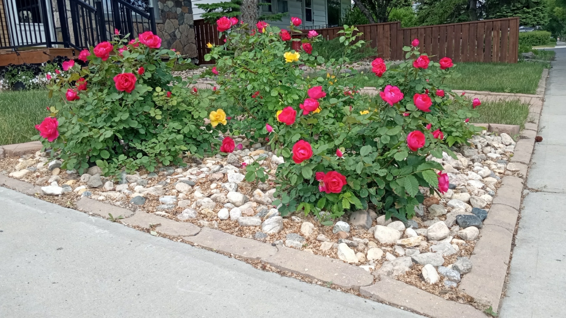 Winnipeg parks rose