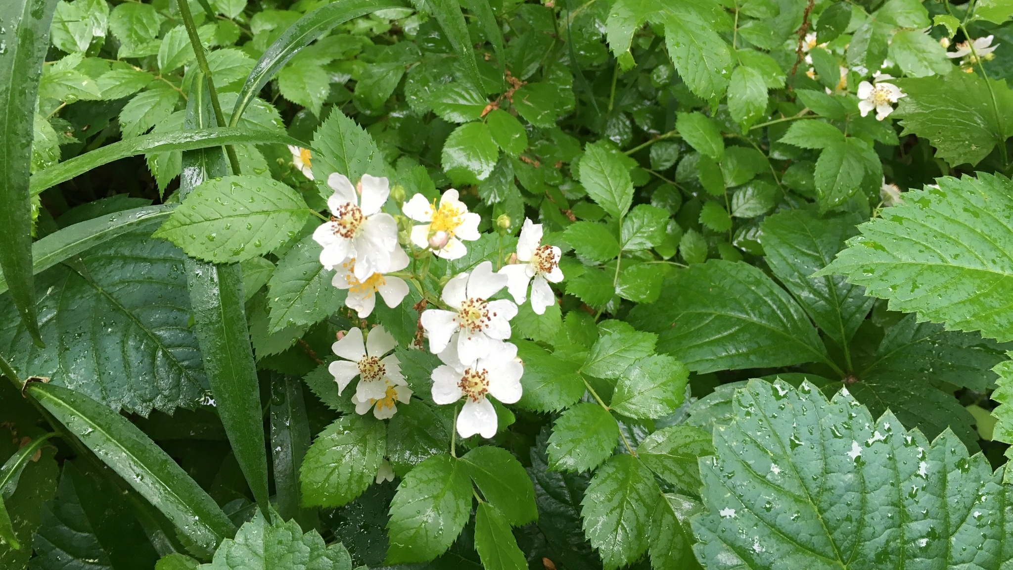 Multiflora rose
