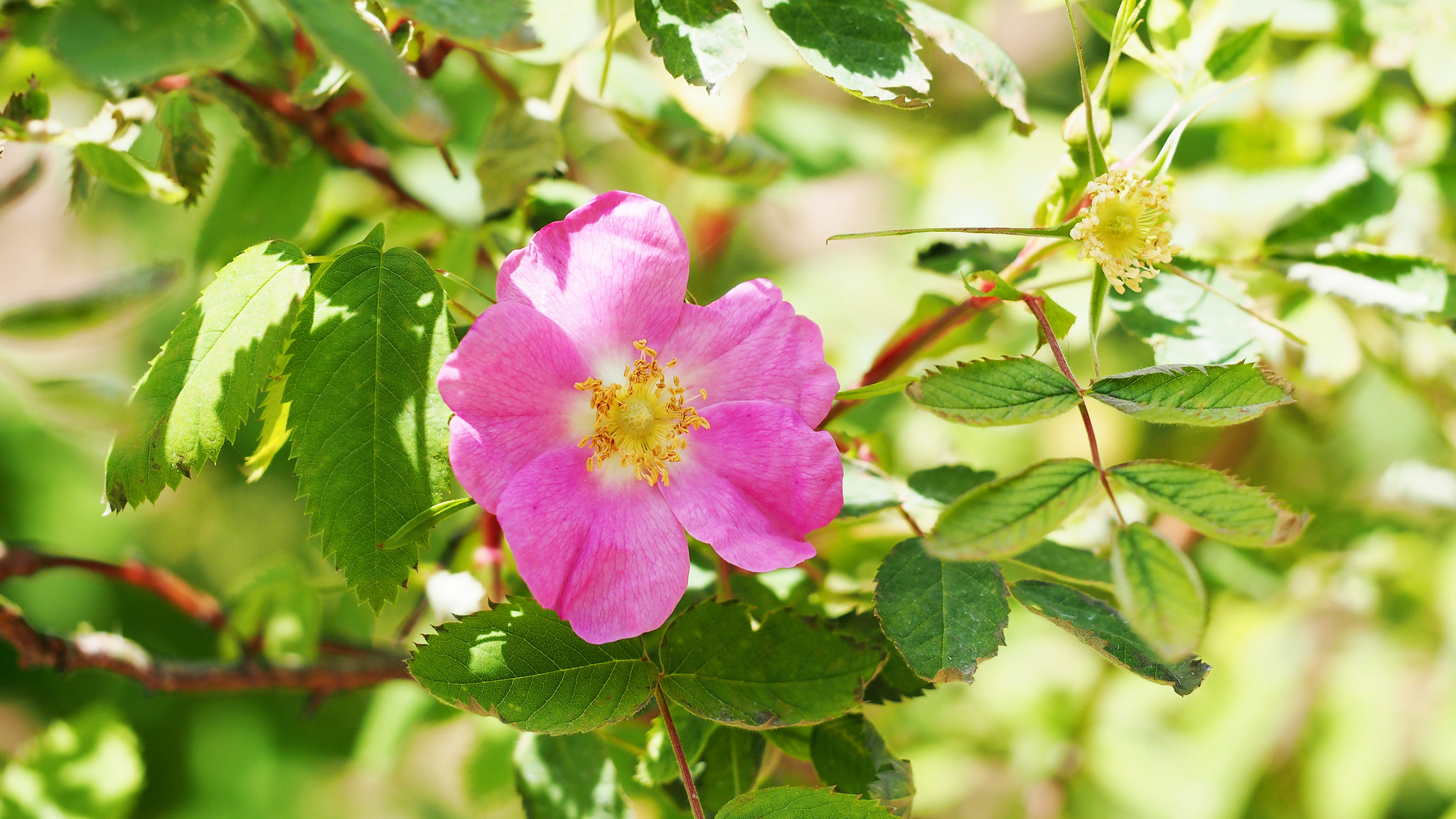 Prickly wild rose
